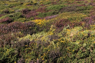 A mix of pink, red and yellow heather amongst green. 