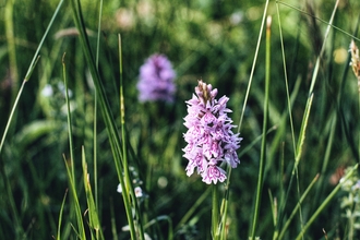 A wild orchid in the grass