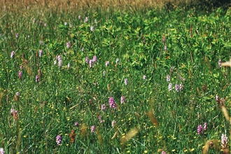 Orchids in a meadow 