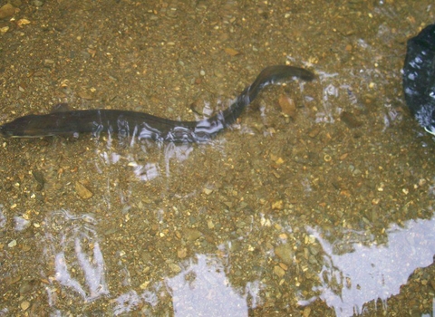 Manx eel