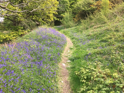 A path with Bluebells at Hairpin Woodland Park