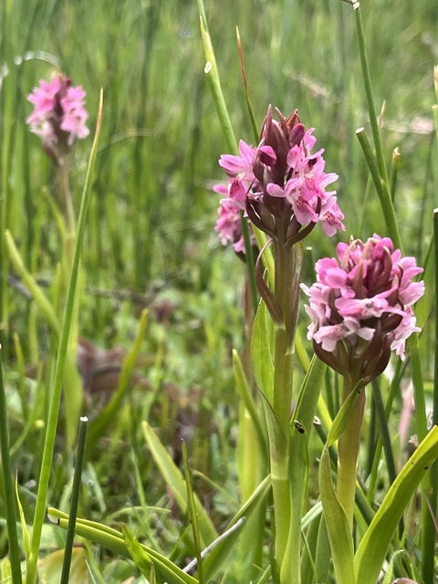 an Orchid on the Calf of Man