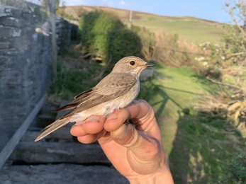 Norwegian control Spotted Flycatcher 