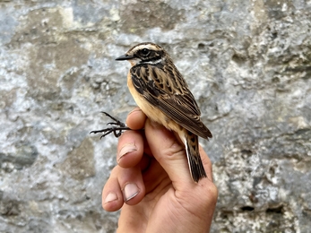 Whinchat in the hand