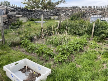 A vegetable garden with potatoes and peas.