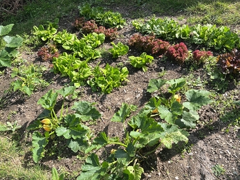 A bed of lettuce heads