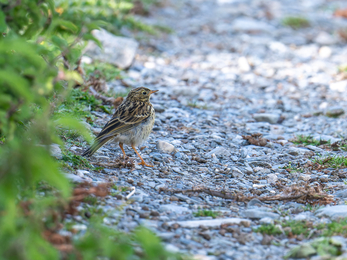 A Meadow Pipit