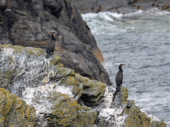Two Cormorants on a rock