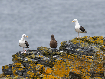 A Bonxie (Great Skua) flanked on both sides by Great Black-backed Gulls