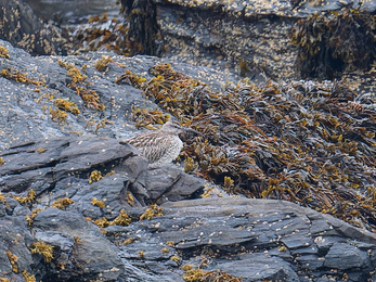 A Whimbrel