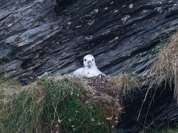 A Fulmar chick in the nest.