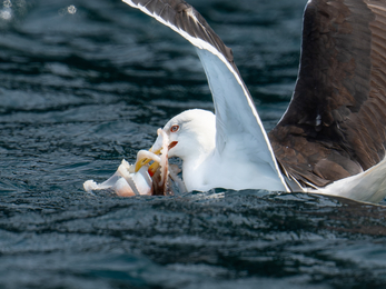 Great Black-backed Gull catching an Octopus