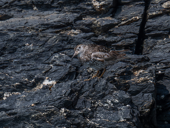 A Purple Sandpiper