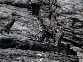 Three Shags on a rock