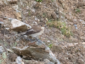 Pied Flycatcher