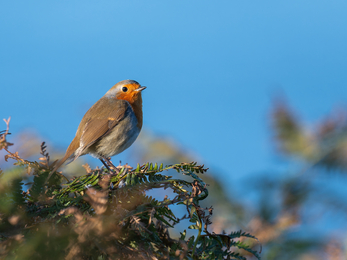 A Robin perched upon some bracken.