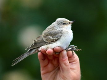 Barred Warbler in the hand.