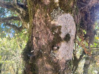 Himalayan black bear fresh nest they use for sleeping in