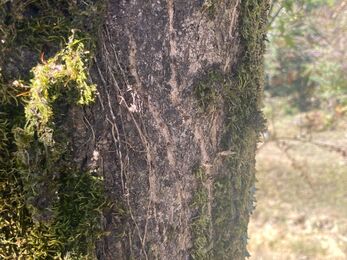 Himalayan black bear claw marks on trees 