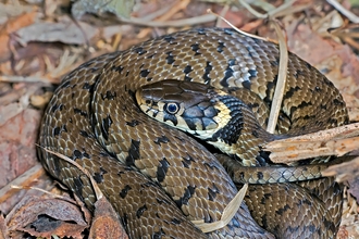 Grass snake in leaves