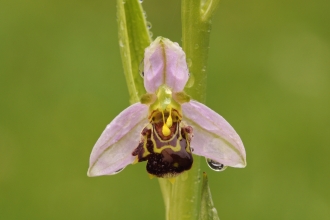 Bee Orchid