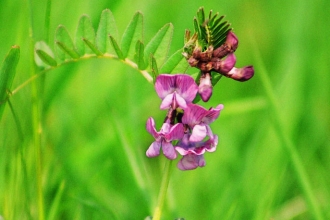 Bush Vetch