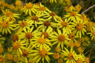 Common Ragwort