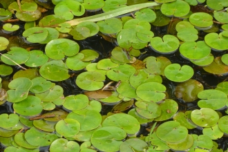 Frogbit