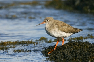 A redshank standing amongst seaweed on the edge of the water