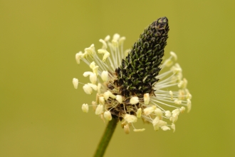 Ribwort Plantain