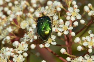 Rose Chafer