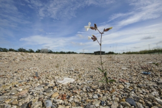 White Campion