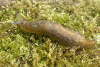 Yellow Slug