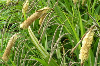 Pendulous Sedge