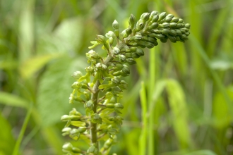 Common Twayblade