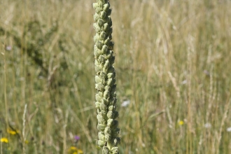 Great Mullein