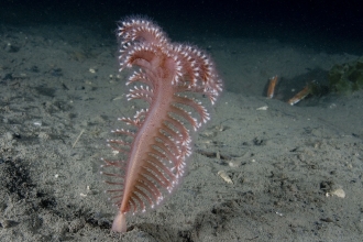 Phosphorescent sea pen