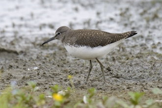 Green sandpiper