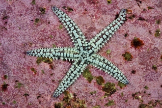 Spiny starfish