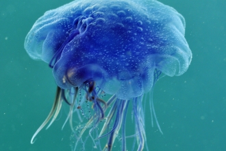 Jellyfish | Manx Wildlife Trust