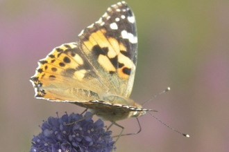 Butterfly Painted lady
