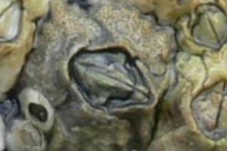 Australian barnacle