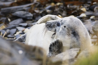 Grey seals