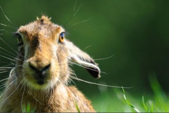 Brown hare