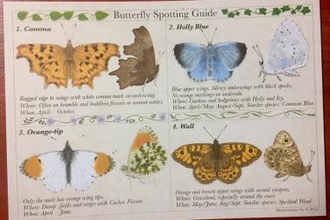 Butterfly spotting guide