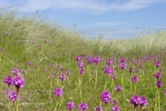 Cronk y Bing orchids