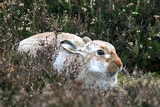 Mountain hare