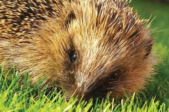 Hedgehog