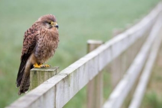 Kestrel