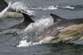 Common dolphins